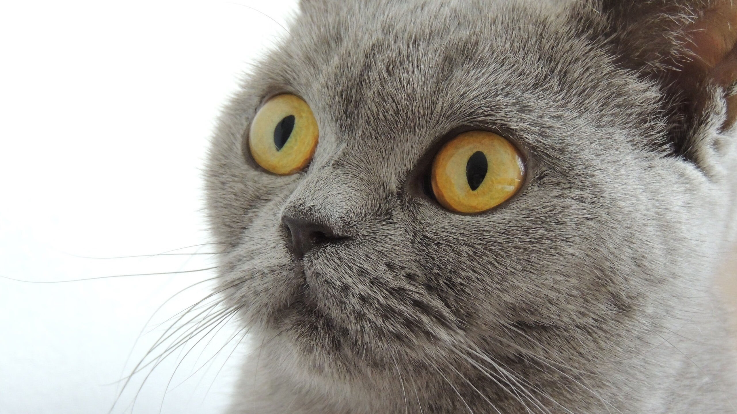 国际赛场同日辉煌，葡萄牙队轻取瑞典，张本智和全场称霸