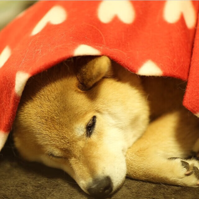 逆袭的暗流,红牛二队超越阿斯顿马丁,诺里斯独舞下的中场权力游戏