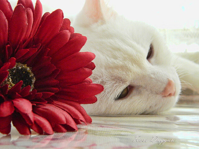 孤胆英雄与失落王朝,乔治高光时刻映照篮网王朝危机