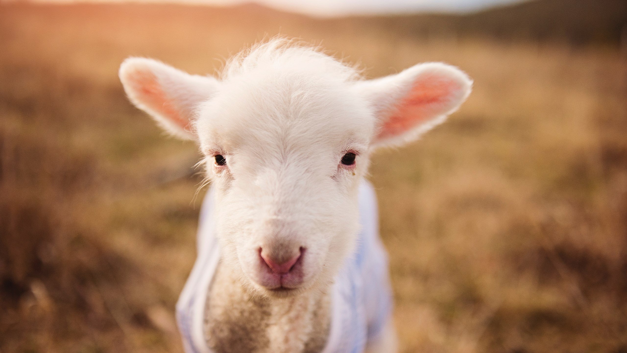 当枫叶防线遭遇蓝色飓风,解析卡瓦哈尔的战术锁链