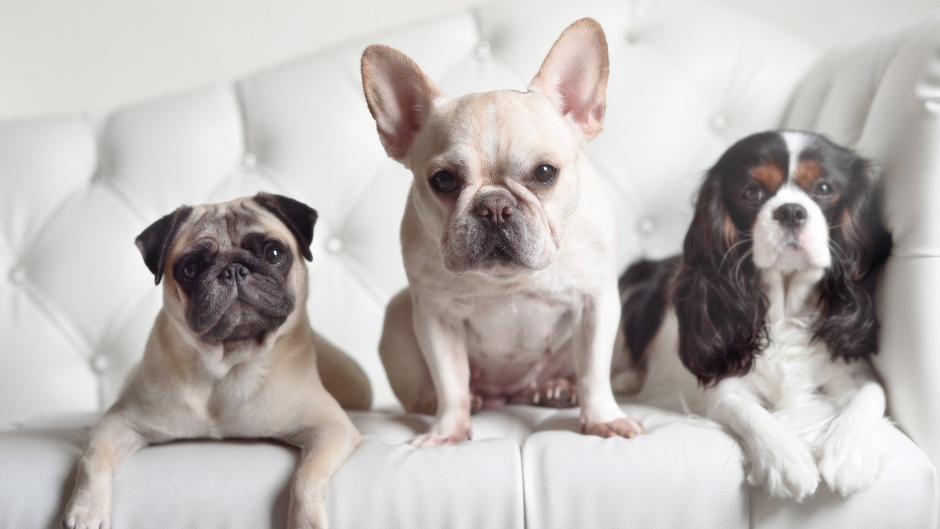 摧枯拉朽,赖斯幽灵舞步撕裂澳洲袋鼠,德意志战车碾碎防线奏响序曲