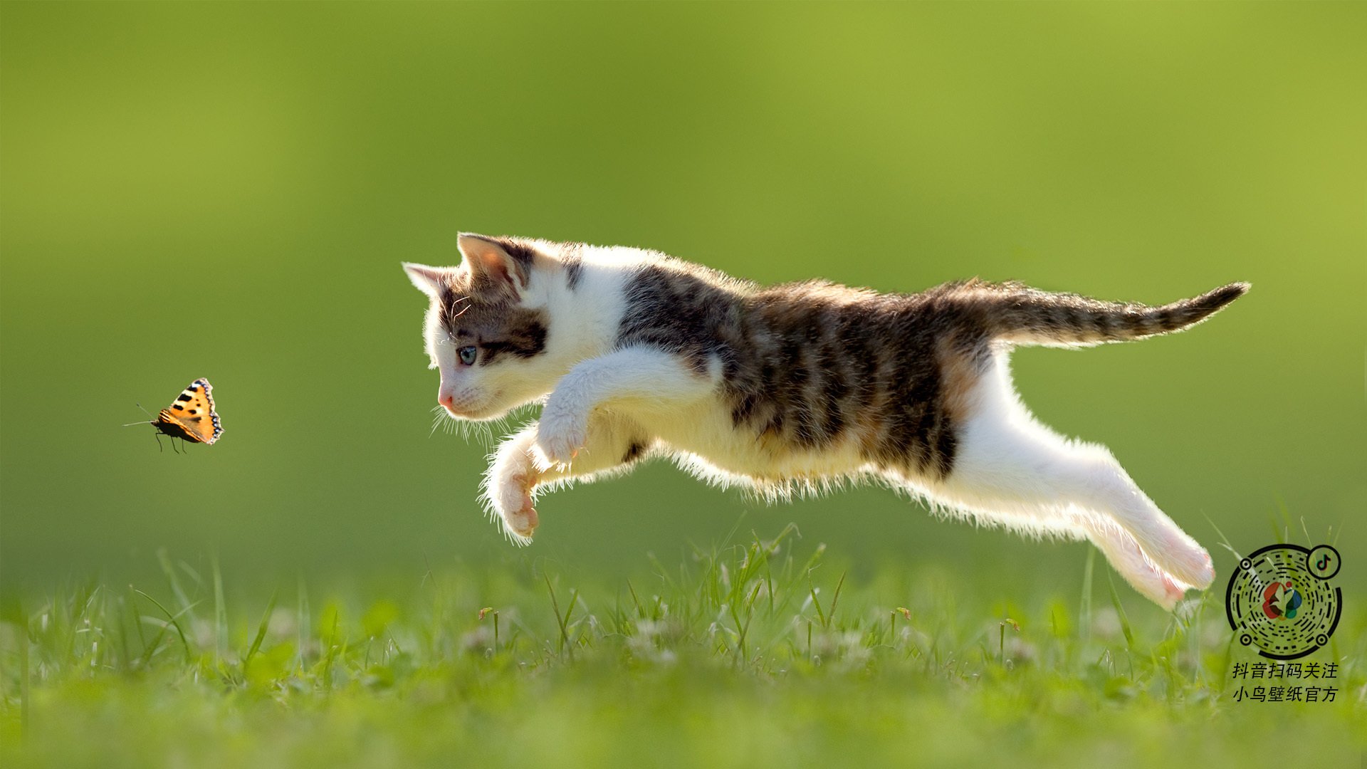 强压下的破局者,阿坎吉暗夜一击定乾坤