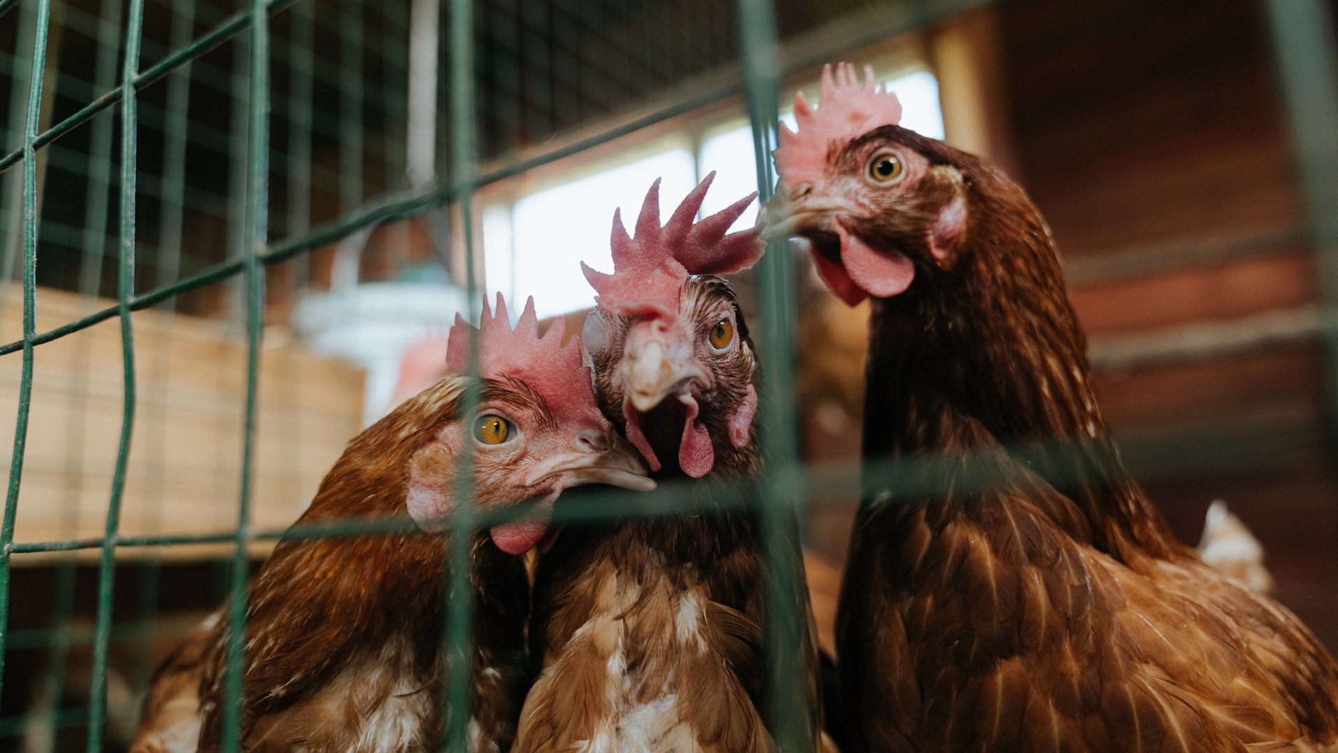钢铁之躯，烈焰不侵，骑士防守锁定胜局，抢七之战击落太阳