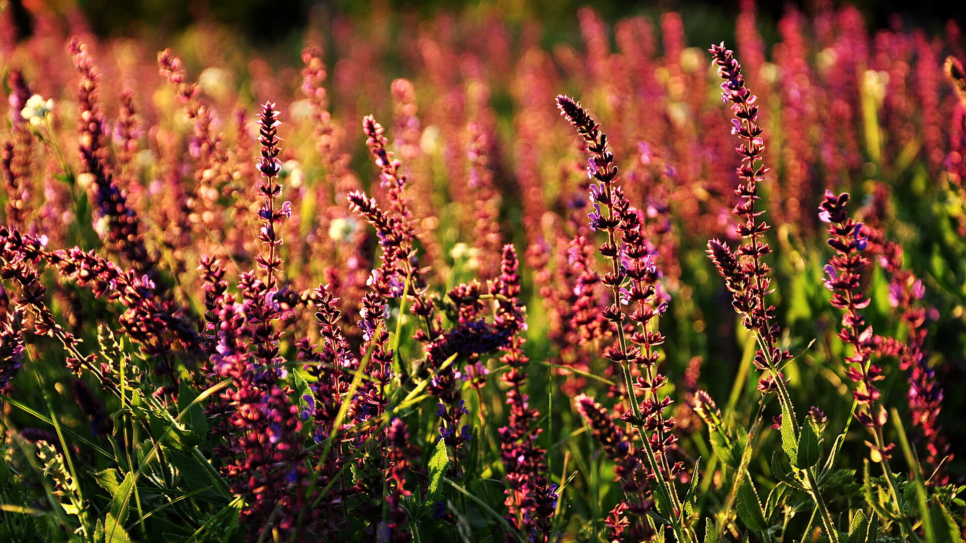 篮球唯一性时刻，浓眉焦点战正名，灰熊横扫吉林显霸气