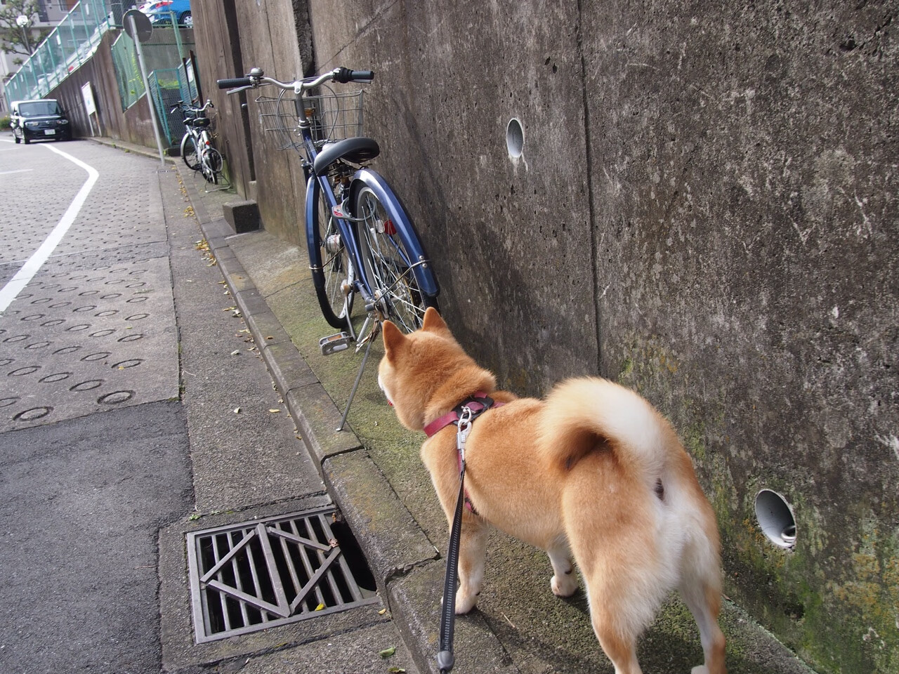 巴斯托尼爆发，当边界在温布利球场融化，那个玻利维亚少年如何将英格兰从绝望中打捞