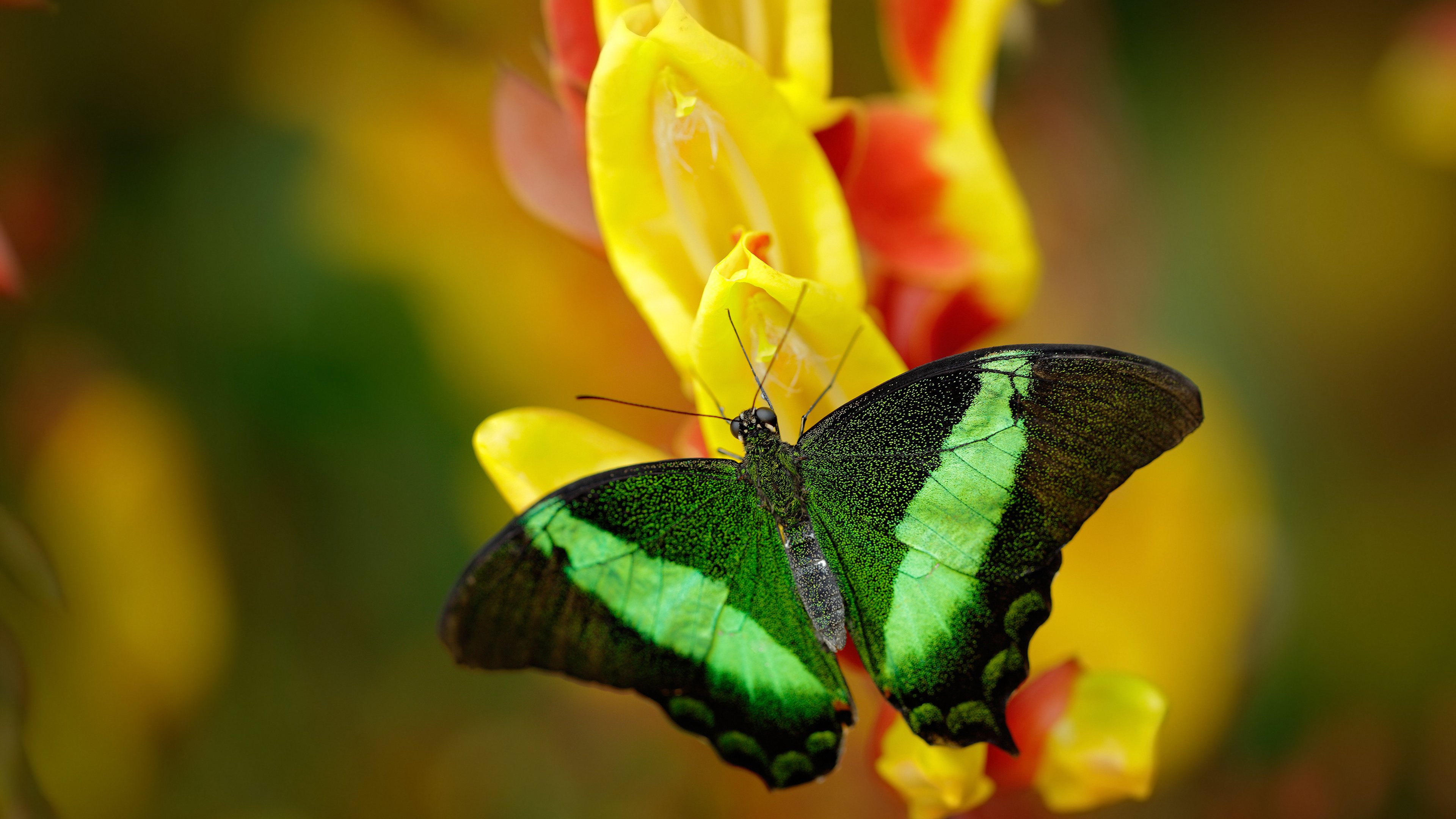 蓝桥铁闸 vs 紫百合风暴，当硬仗之王遭遇青春洪流