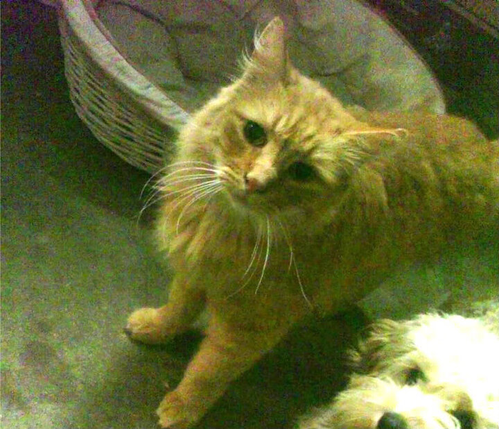 踏平贝蒂斯，阿克如何化身现代汉尼拔，率牙买加完成迦太基式复仇？