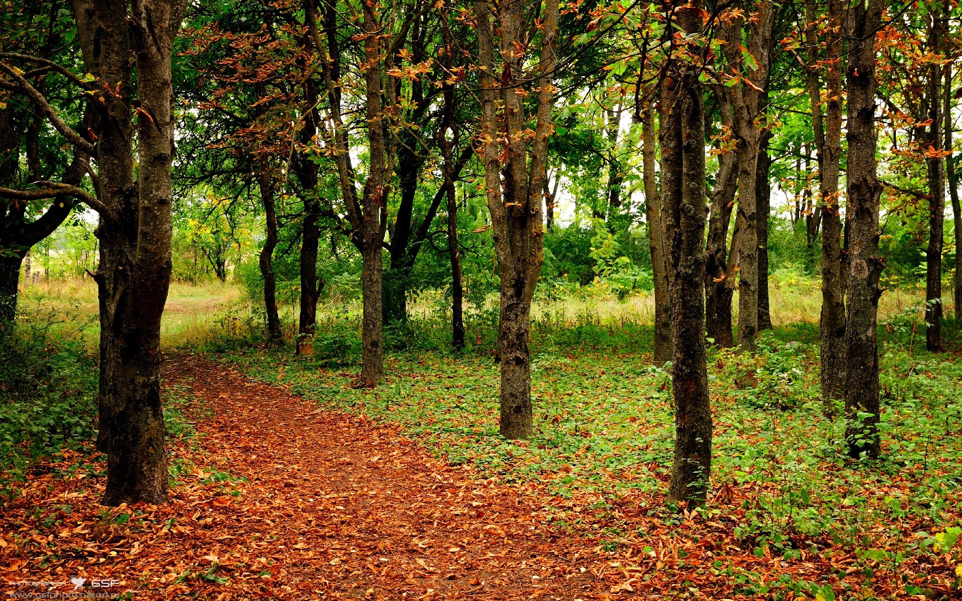 跨界激荡，日本踏平秘鲁的足球凯歌，如何点燃莱奥在F1年度争冠中的接管风暴