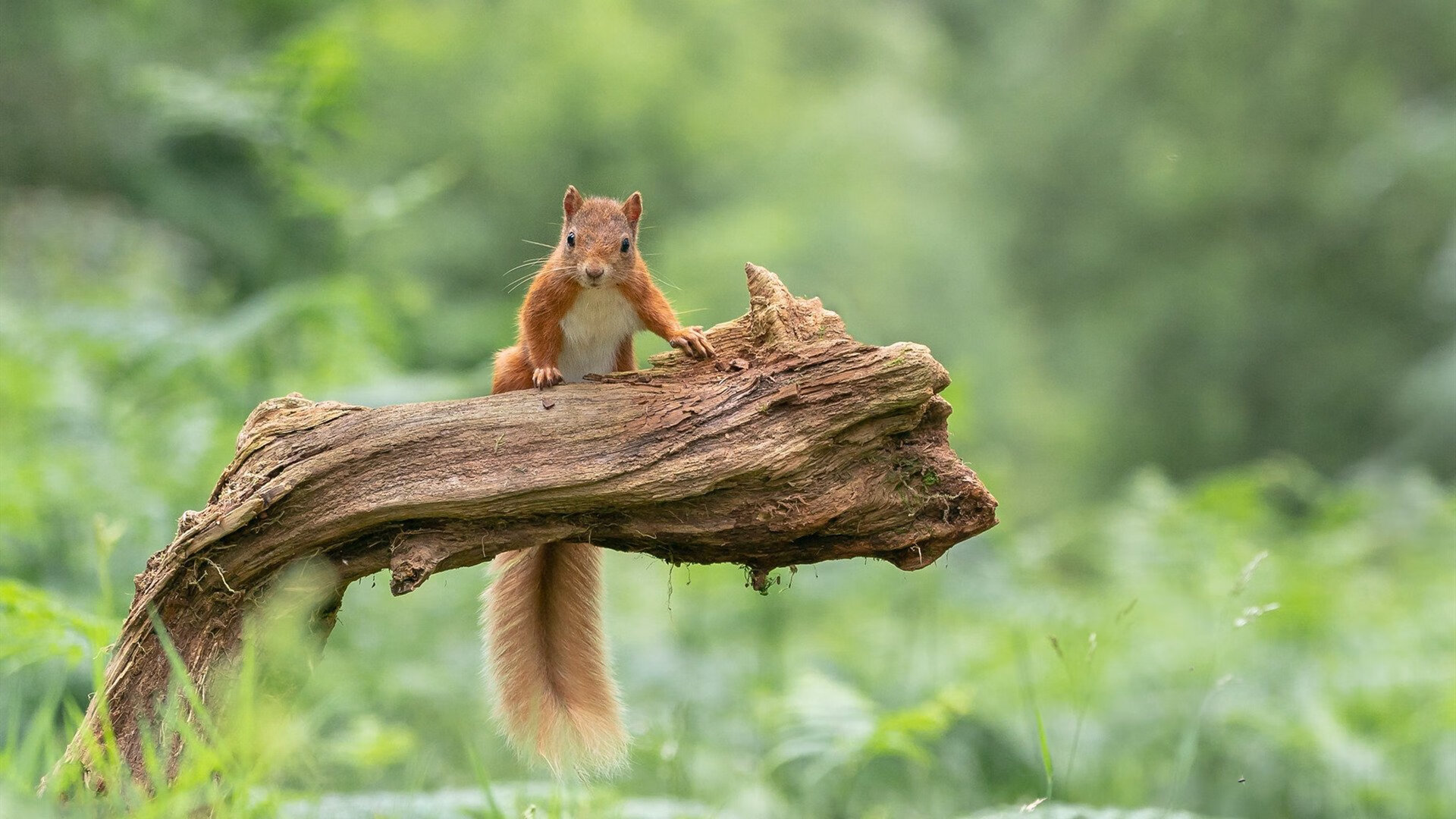 疆粤双城记，天山堡垒的防守艺术与字母擎天的个人风暴