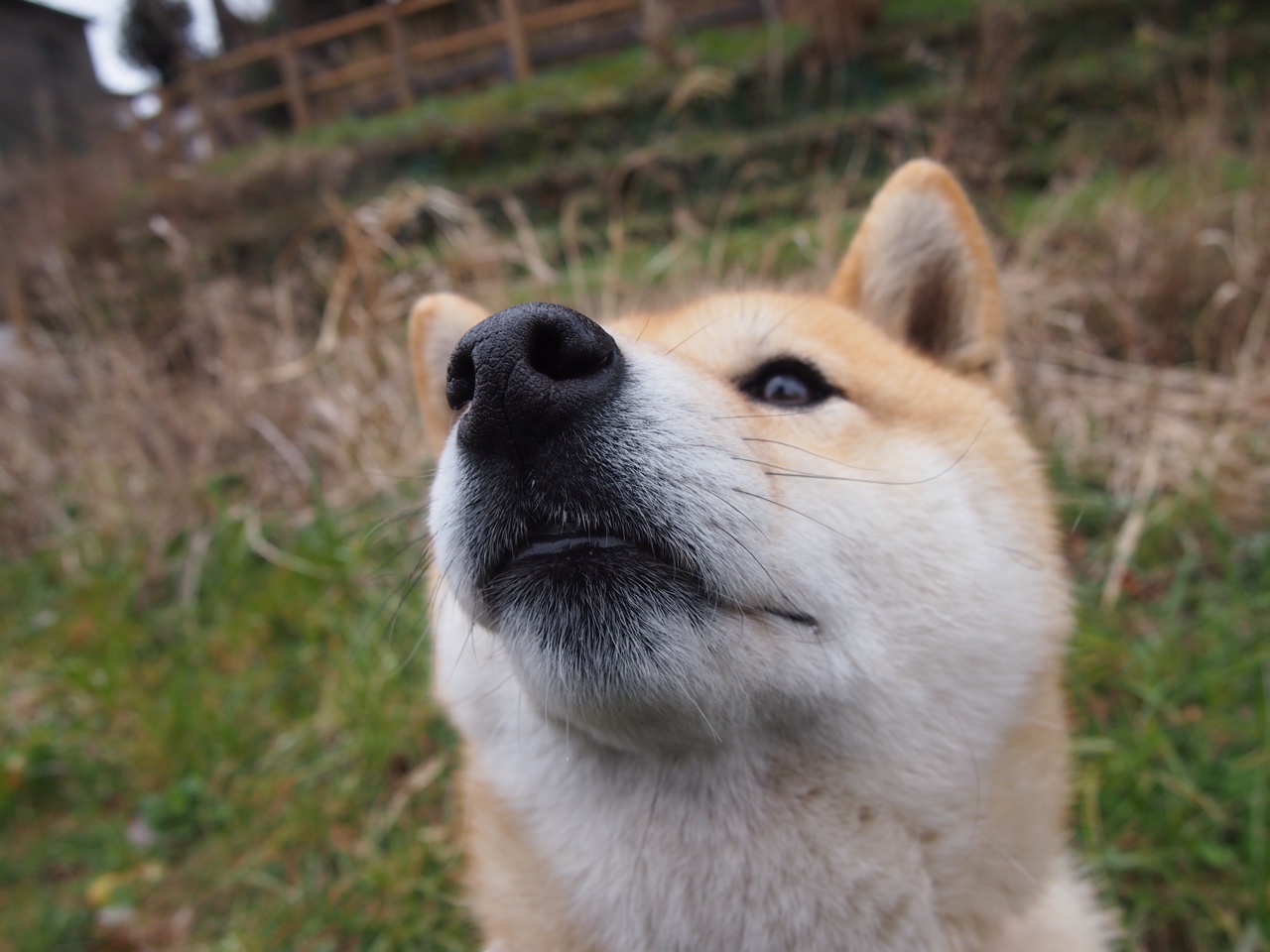 绿茵伦纳德，当德甲争冠战变成马刺式击溃